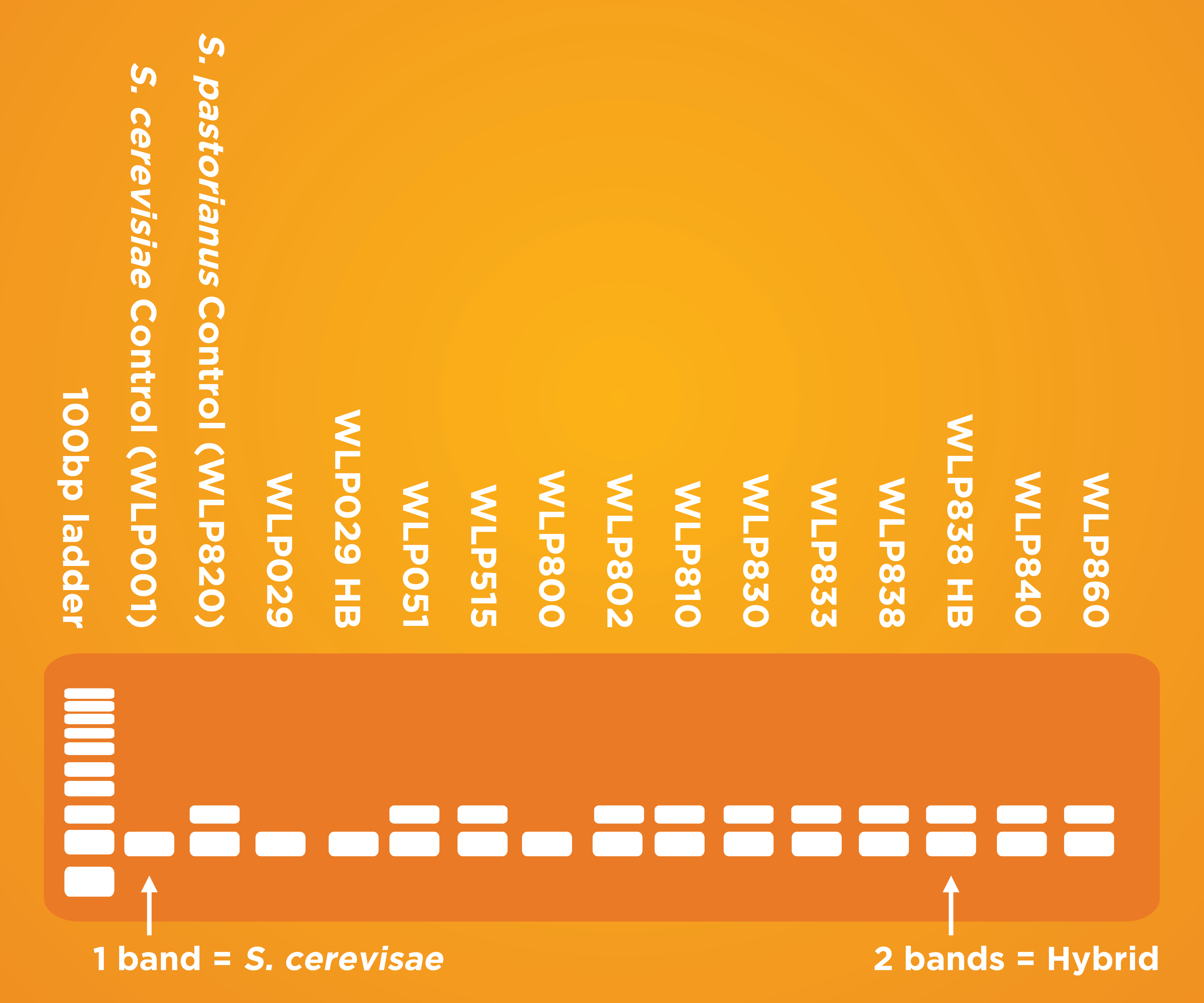 Identifying Lager vs Ale Strains