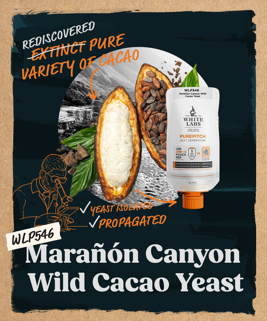 WLP546 Marañón Canyon Wild Cacao Yeast