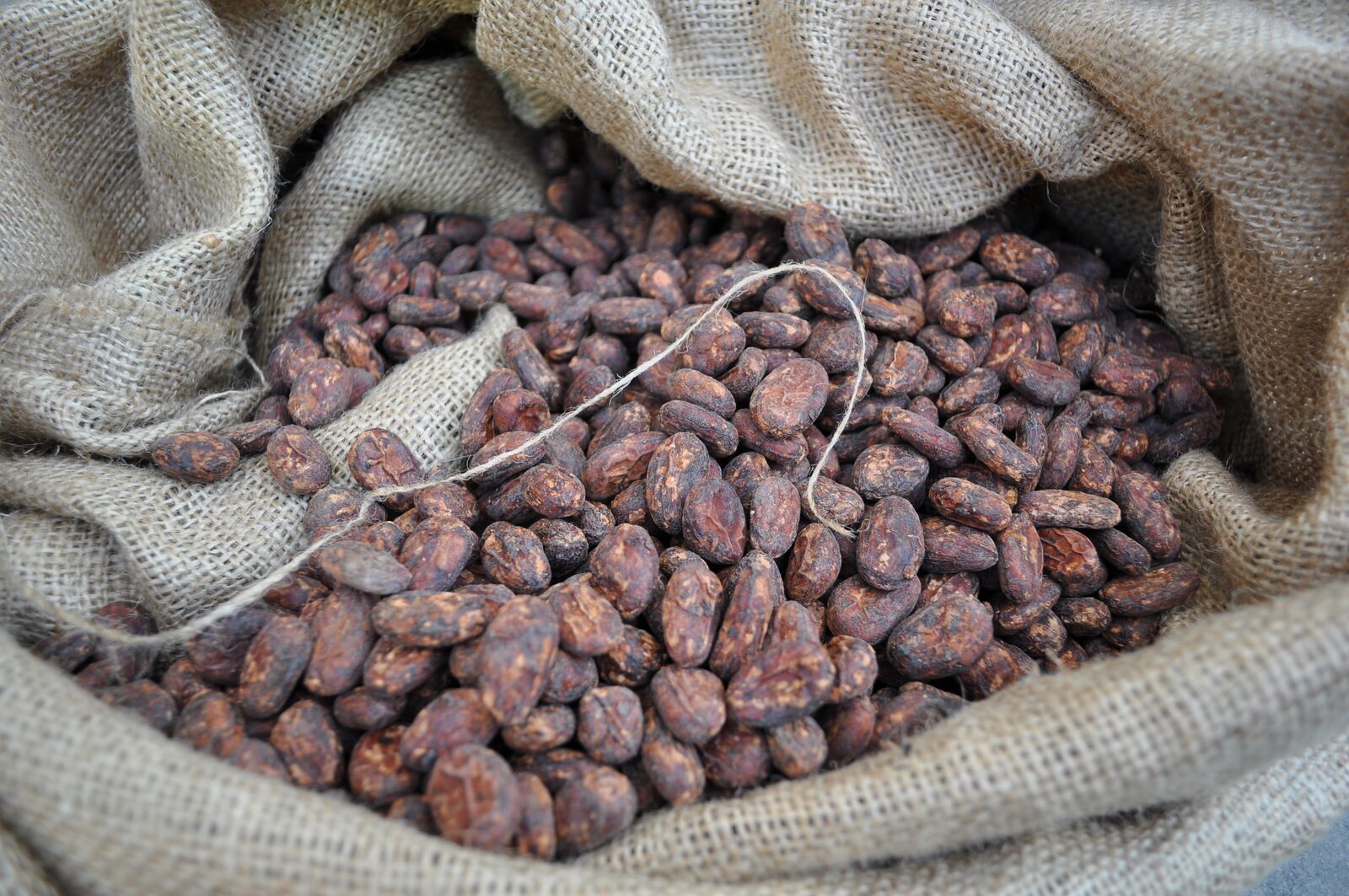 WLP546 Marañón Canyon Wild Cacao Yeast_4